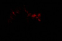 /album/album-m-1-whavv-objavili-sme-mfn-/img-0475-jpg/